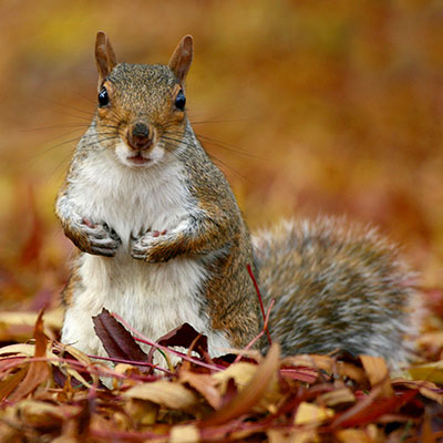 squirrel