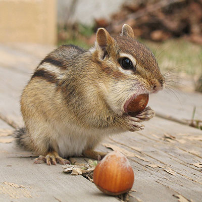 squirrel