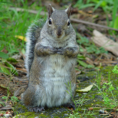 squirrel