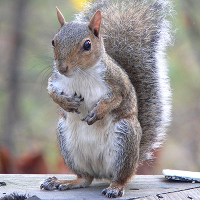 squirrel