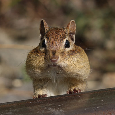 squirrel