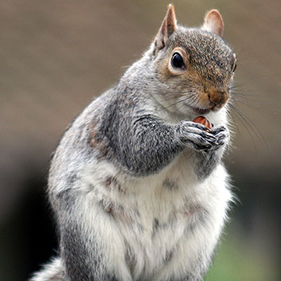 squirrel