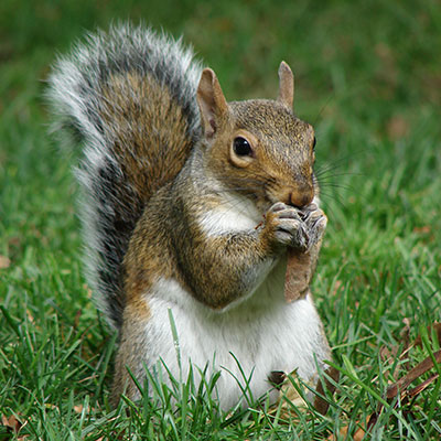 squirrel