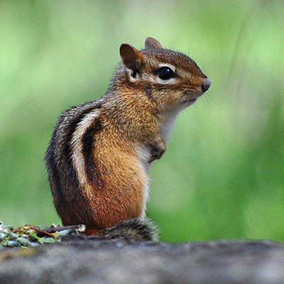 squirrel