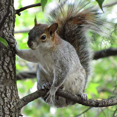 squirrel