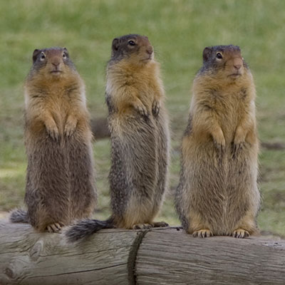squirrel
