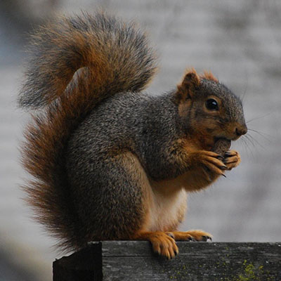 squirrel