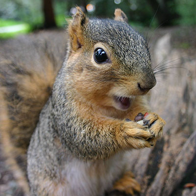 squirrel