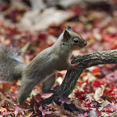 squirrel