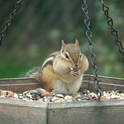 squirrel