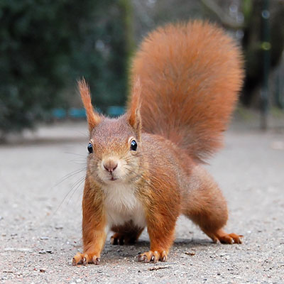 squirrel