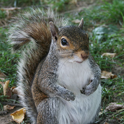 squirrel