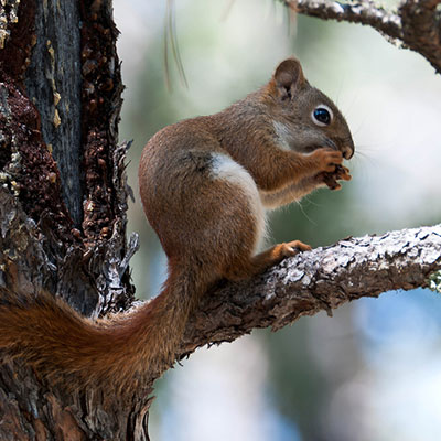 squirrel