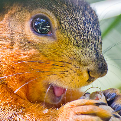 squirrel