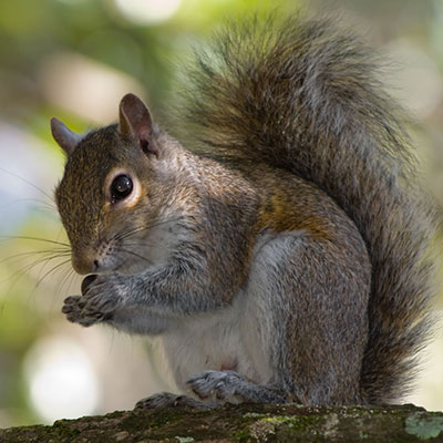 squirrel